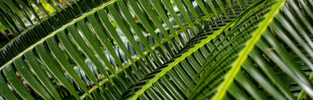 Palm Sunday – April 10 shipping forwarding service￼
